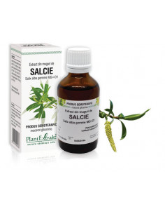 Salix alba muguri (muguri salcie), 50ml, PLANTEXTRAKT CLUJ