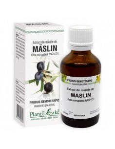 Olea europaea (mladite maslin) 50 ml