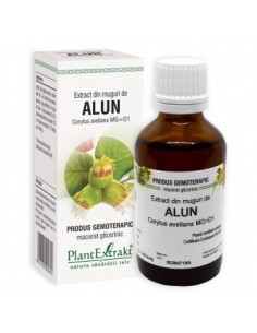 Corylus avellana (muguri alun) 50 ml