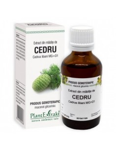 Cedrus libani (mladite cedru) 50 ml